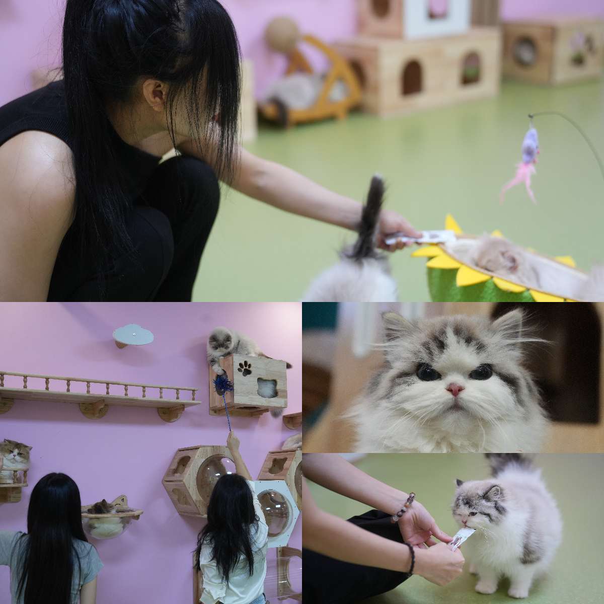 Cat Exhibition